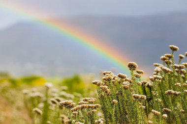 Gökkuşağı ve yağmur damlaları güneşli bir günde Fynbos çiçekleri ile 
