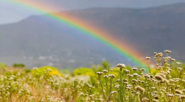 Gökkuşağı ve yağmur damlaları güneşli bir günde Fynbos çiçekleri ile 