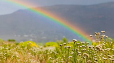 Rainbow and drops of rain on a sunny day with Fynbos flowers of  clipart