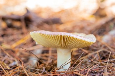Tokai Forest C 'de bir çam ormanı tarlasında yakın çekim mantarları