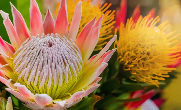 Colorido brilhante Rei Protea dos Fynbos da Cidade do Cabo South Af — Fotografia de Stock