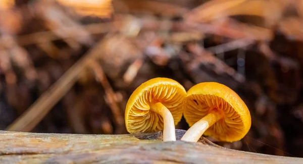 Žampiony na borovicovém lese v lese Tokai C — Stock fotografie