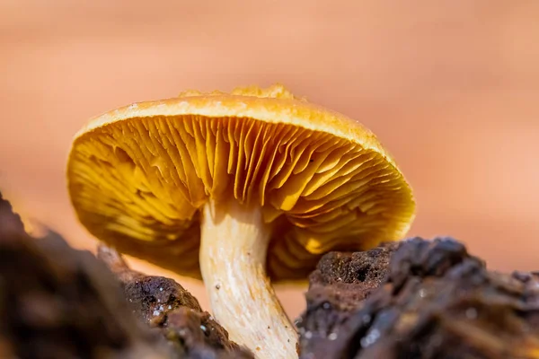 Cogumelos de close-up em uma plantação de pinhal na floresta Tokai C — Fotografia de Stock