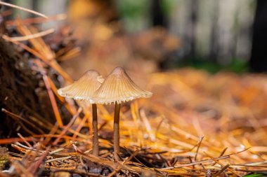 Tokai Forest C 'de bir çam ormanı tarlasında yakın çekim mantarları