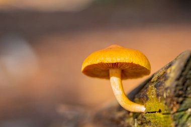 Tokai Forest C 'de bir çam ormanı tarlasında yakın çekim mantarları