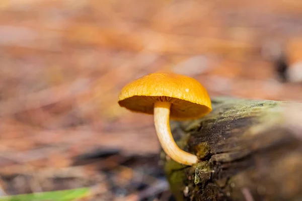 Närbild svamp i en tallskog plantage i Tokai Forest C — Stockfoto