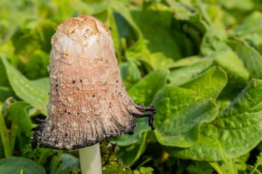 Shaggy Mane Yabani yenilebilir mantar bir ülke çayırda büyüyor