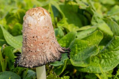 Shaggy Mane Wild edible mushroom growing in a country meadow clipart