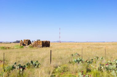 Dikenli Armut Kaktüsü kırsal kesimde otoyolun kenarında büyüyor. 