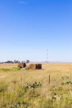 Dikenli Armut Kaktüsü kırsal kesimde otoyolun kenarında büyüyor. 