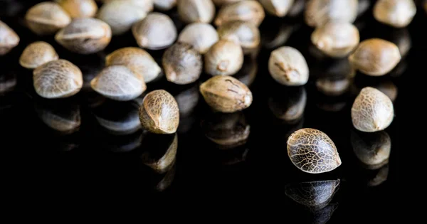 Macro Close-up Focus of Cannabis Marijuana Seeds on a black reflective background — Stock Photo, Image