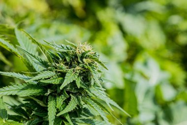 Güneşli bir günde dışarıda yetişen ev yapımı Tıbbi Marihuana Esrar Bitkisi