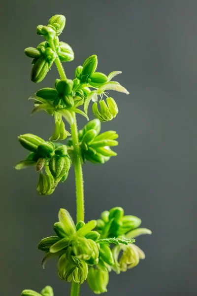 Primer Plano Fondo Borroso Planta Cannabis Macho Mostrando Sacos Polen —  Fotos de Stock