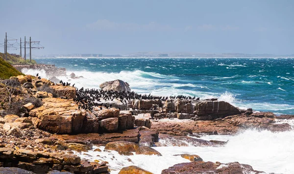 Een Kudde Van Kaap Aalscholver Zwarte Watervogels Kust Van False — Stockfoto