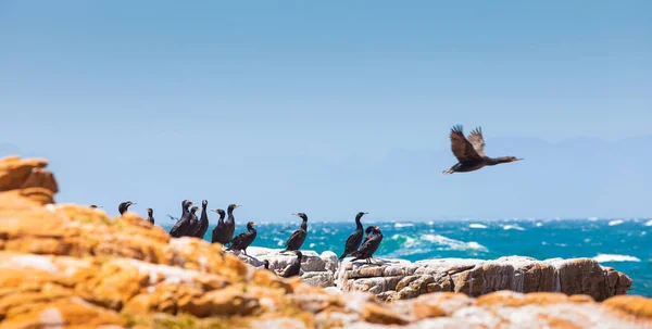 남아프리카 공화국 케이프타운 가짜만 바닷새들 무리지어 — 스톡 사진