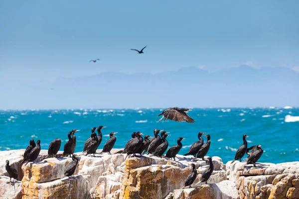 A flock of Cape Cormorant aquatic sea birds taking flight off the coast of False Bay, Cape Town South Africa
