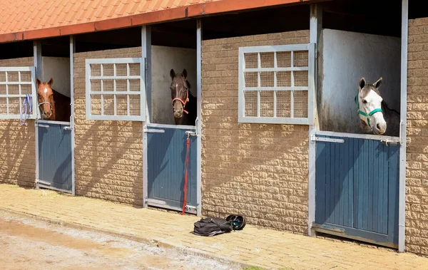 Bir Kır Arazisinde Atlar Ahır Kapısından Dışarı Fırlıyor — Stok fotoğraf