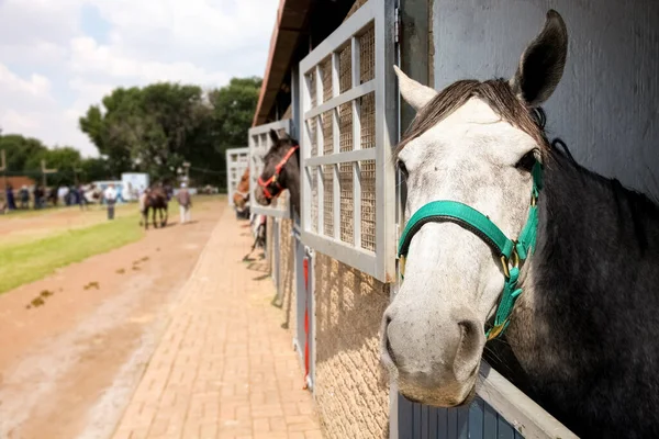 Bir Kır Arazisinde Atlar Ahır Kapısından Dışarı Fırlıyor — Stok fotoğraf