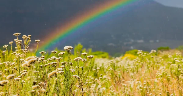Rainbow and drops of rain on a sunny day with Fynbos flowers of Cape Town in the foreground