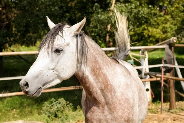 田舎の不動産のフェンスで囲まれたパドックの若い白い灰色の馬 — ストック写真