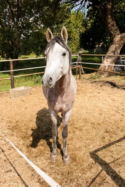 田舎の不動産のフェンスで囲まれたパドックの若い白い灰色の馬 — ストック写真