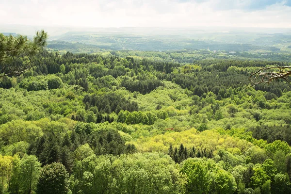 Vista de uma floresta, paisagem agradável — Fotografia de Stock
