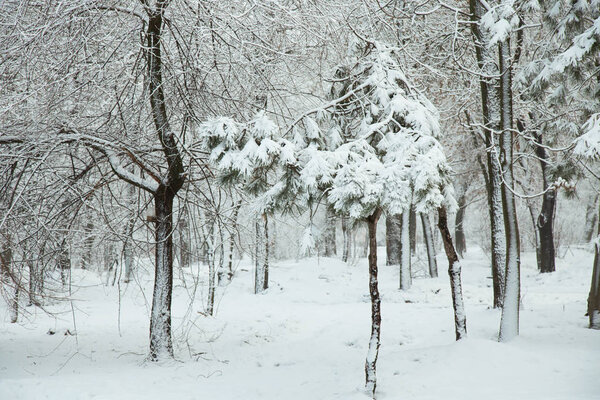 Snow covered trees, winter outdoor landscape