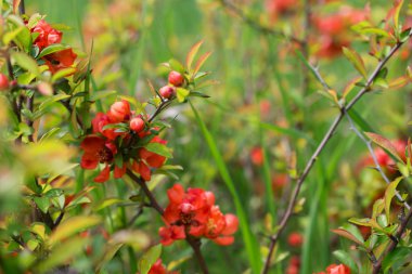 İlkbaharda kırmızı çiçekli ve tomurcuklu dallar