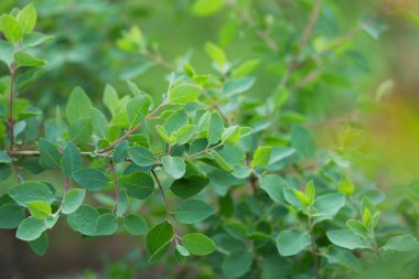 Çiçek arkaplanı için uygun taze yeşil yapraklı ağaç dalı