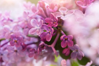 Leylak çiçekleri, makro çekim, çiçek arkaplanı için uygun.