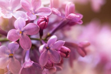 Mor leylak çiçekleri, yakın plan, çiçek arkaplanı için uygun