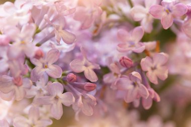 Yumuşak leylak çiçekleri