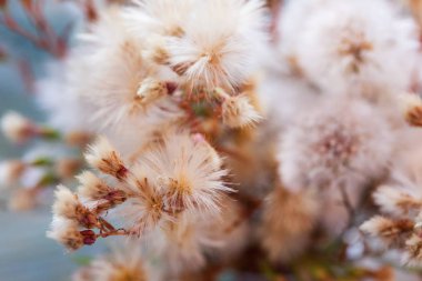 güzel pofuduk devedikeni ve tohumlu karahindiba çiçekleri, makro çekim, çiçek arkaplanı