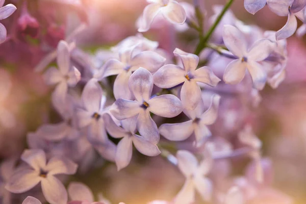 Macro Shot Lilac Flowers Suitable Floral Background — ストック写真