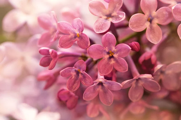 Soft Pink Lilac Flowers Suitable Floral Background — Stock Photo, Image