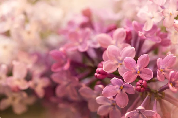 柔らかいピンクライラックの花マクロショット花の背景に適した — ストック写真