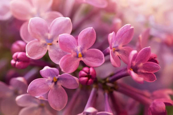 Soft Purple Lilac Flowers Macro Shot Suitable Floral Background — 스톡 사진