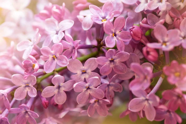 ライラックの花 クローズアップビュー 花の背景に適した — ストック写真