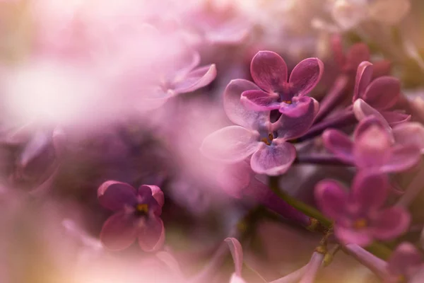 Hermosas Flores Color Lila Púrpura Macro Disparo Adecuado Para Fondo —  Fotos de Stock