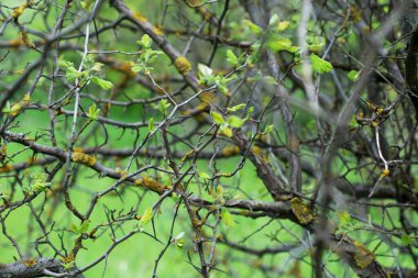 Yosun ve taze yapraklı ağaç dalları
