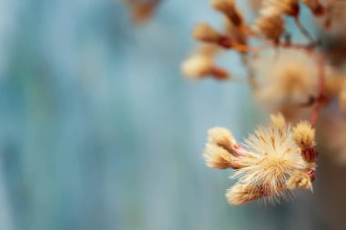 Güzel pofuduk devedikeni çiçeği, makro çekim, çiçek arkaplanı için uygun.
