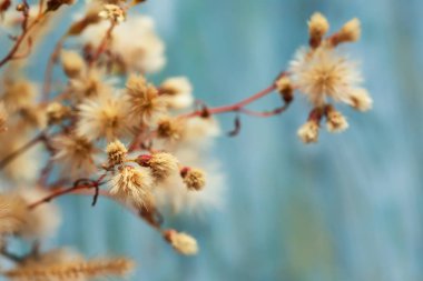 Yumuşak tüylü devedikeni çiçeği, çiçek arkaplanı için uygun.