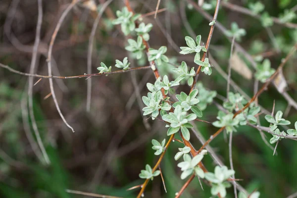 Kvistar Med Gröna Blad Våren — Stockfoto