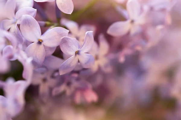 Soft Purple Lilac Flowers Macro Shot Suitable Floral Background — Stock Photo, Image