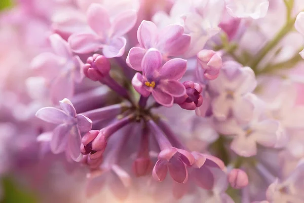 Suave Púrpura Blanco Flores Lila Macro Disparo —  Fotos de Stock