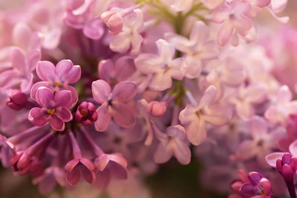 Pink Lilac Flowers Suitable Floral Background — Stock Photo, Image