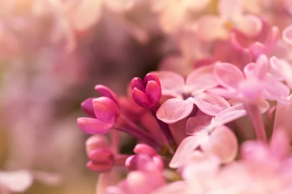 Макроснимок Нежных Розовых Лиловых Цветов Подходящих Цветочного Фона — стоковое фото