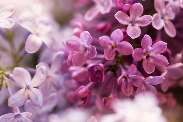 Soft Purple Lilac Flowers Floral Background — Stock Photo, Image