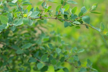 Baharda yeşil yapraklı bir dal, çiçek arkaplanı için uygun.