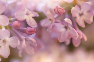 branch with soft purple and white lilac flowers, macro shot